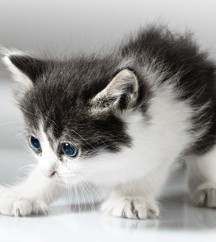 Kitten, Pet Creche in Farningham, Kent