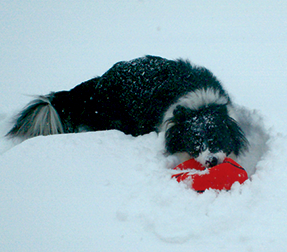 Dog, Dog Grooming in Farningham, Kent